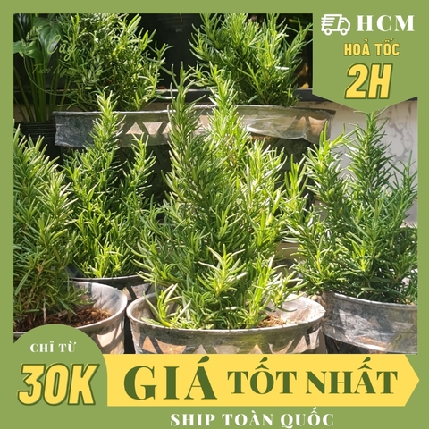 GIỐNG CÂY HƯƠNG THẢO (Rosemary), (cao 15-20cm), thuần khí hậu nóng Sài Gòn, cây hương liệu, Cây Tươi Nguyên CTN0750