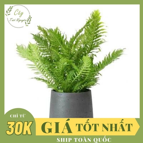 CÂY DƯƠNG SỈ HẠNH PHÚC, (cao 35cm), cây phong thủy hút tài lộc để bàn mini GIÁ RẺ, lọc không khí, Cây Tươi Nguyên CTN0320