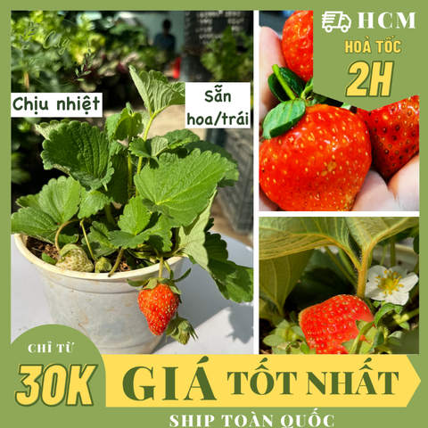 [CHỈ GIAO HCM] CÂY DÂU TÂY CHỊU NHIỆT- SIÊU TRÁI (cao 10cm), trồng sẵn phát triển ổn định, có hoa, đẻ ngó, mau thu hoạch
