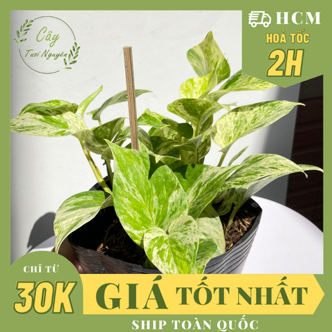 CÂY TRẦU BÀ LÁ SỮA, (cao 25cm), cây phong thủy hút tài lộc để bàn mini GIÁ RẺ, lọc không khí, Cây Tươi Nguyên CTN0410