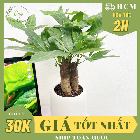 CÂY KIM NGÂN 3 GỐC, (cao 20cm), cây cảnh Trong nhà, kiểng lá mini để bàn dễ chăm, GIÁ RẺ, lọc không khí, Cây Tươi Nguyên
