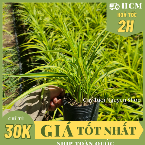 CÂY LÁ DỨA THÁI SỌC VÀNG, (cao 20cm), cây giống trồng cảnh trang trí sân vườn, ban công, dễ trồng GIÁ RẺ, Cây Tươi Nguyên