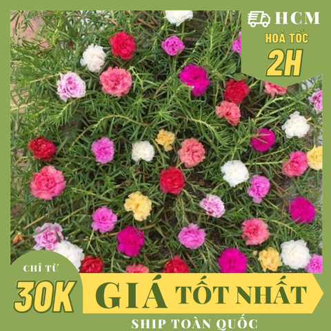 CÂY HOA MƯỜI GIỜ MỸ KÉP, (cao 20cm), Cây cảnh, dễ trồng GIÁ RẺ, nở quanh năm, Cây Tươi Nguyên CTN0530