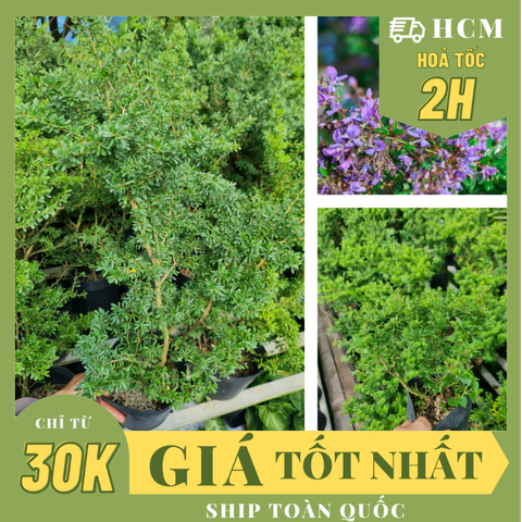 CÂY LINH SAM 86 HOA TÍM NHỎ (1 gốc thô), (cao 20-40cm), cây cảnh trồng sân vườn, làm bonsai tiểu cảnh, dễ trồng GIÁ RẺ, lọc không khí, Cây Tươi Nguyên CTN1270