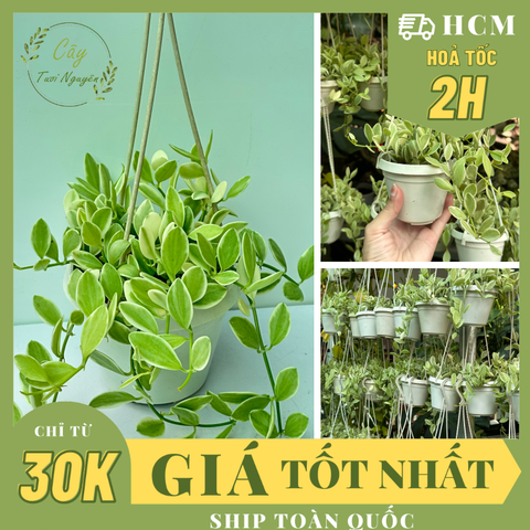 [CHẬU TREO] CÂY LAN HẠT DƯA CẨM THẠCH ,(cao 5cm), cây cảnh Trong nhà, kiểng lá mini để bàn Văn phòng đẹp, GIÁ RẺ, lọc không khí, Cây Tươi Nguyên CTN1519