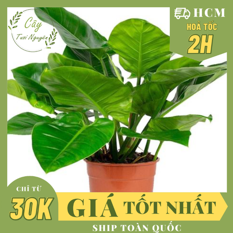 CÂY TRẦU BÀ ĐẾ VƯƠNG Xanh,(cao 30cm), cây phong thủy hút tài lộc để bàn mini GIÁ RẺ, lọc không khí, Cây Tươi Nguyên CTN0020