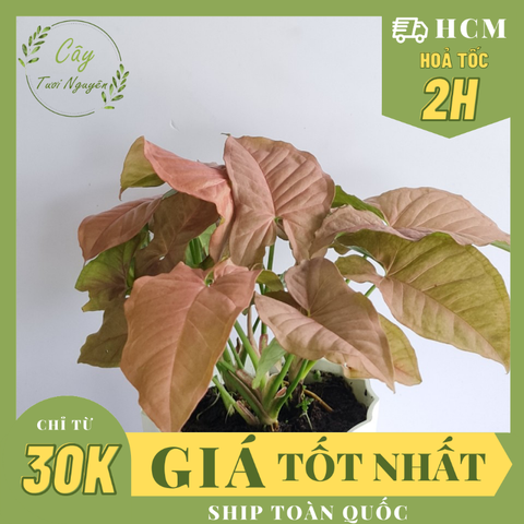 CÂY TRẦU BÀ HỒNG, (cao 15cm), cây phong thủy hút tài lộc để bàn mini GIÁ RẺ, lọc không khí, Cây Tươi Nguyên CTN0310