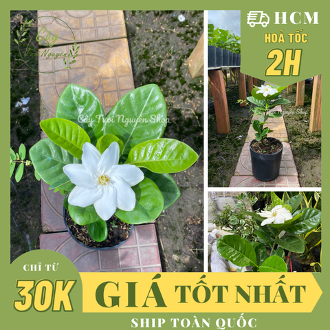 CÂY LÀI THIÊN HƯƠNG GIỐNG MỚI, hoa rất thơm ,(cao 25cm), Hoa giống cảnh sân vườn, ban công, dễ trồng GIÁ RẺ, nở quanh năm, Cây Tươi Nguyên CTN1300