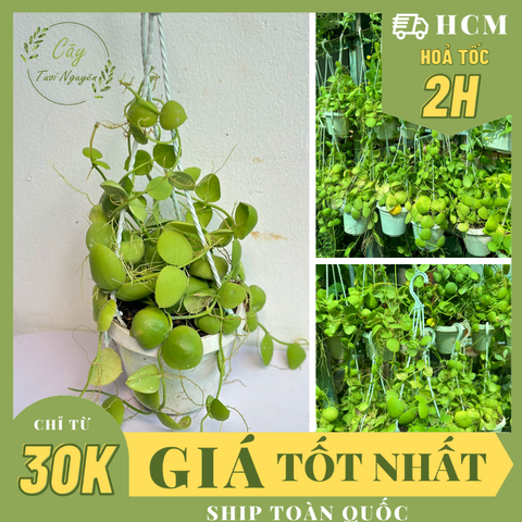 [CHẬU TREO] CÂY LAN VỎ SÒ ,(cao 5cm), cây cảnh Trong nhà, kiểng lá mini để bàn Văn phòng đẹp, GIÁ RẺ, lọc không khí, Cây Tươi Nguyên CTN1565