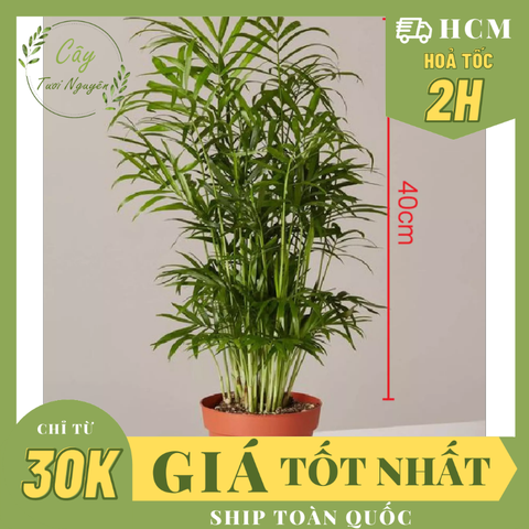 CÂY CAU TIỂU TRÂM ( SIZE LỚN) ,(cao 40cm), cây phong thủy hút tài lộc để bàn mini GIÁ RẺ, lọc không khí, Cây Tươi Nguyên CTN0360