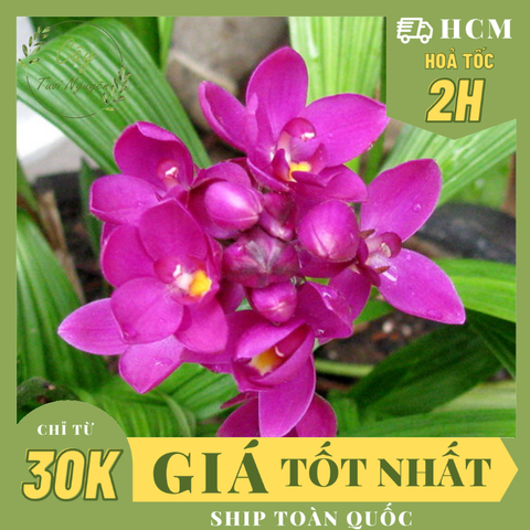 CÂY HOA ĐỊA LAN TÍM ,(cao 15cm), Cây cảnh, dễ trồng GIÁ RẺ, nở quanh năm, Cây Tươi Nguyên CTN0590