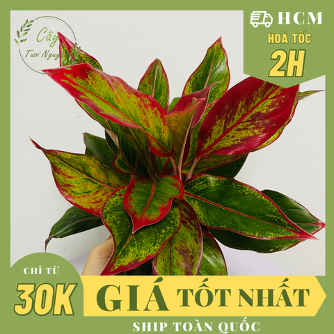 CÂY PHÚ QUÝ ĐỎ, (cao 25cm), cây phong thủy hút tài lộc để bàn mini GIÁ RẺ, lọc không khí, Cây Tươi Nguyên CTN0850a