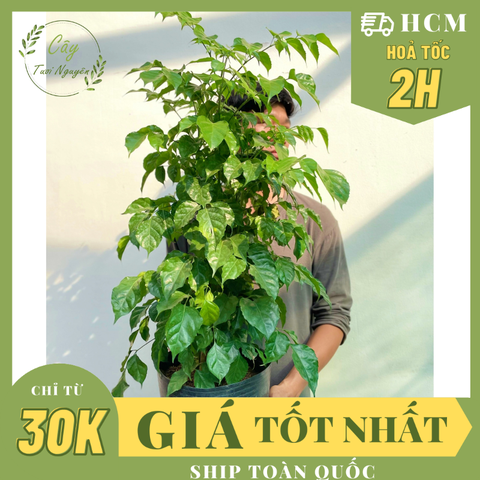 [CHỈ GIAO HCM] CÂY HẠNH PHÚC ,(cao 50cm), cây cảnh Trong nhà, kiểng lá decor đẹp, GIÁ RẺ, lọc không khí, Cây Tươi Nguyên