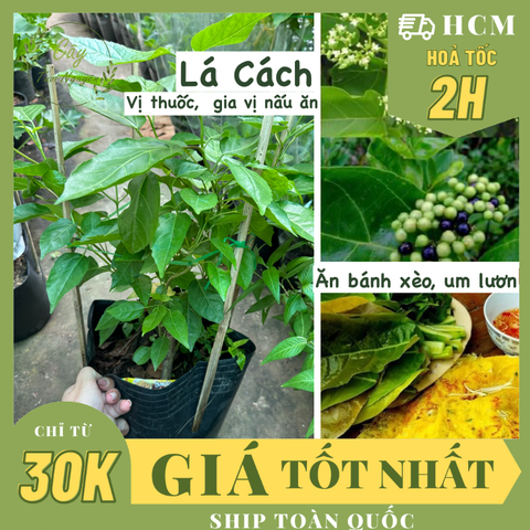 [CHỈ GIAO HCM] CÂY LÁ CÁCH CHẬU LỚN, (cao 35cm), trồng sẵn phát triển ổn định, mau thu hoạch Cây Tươi Nguyên