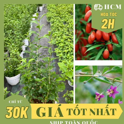 CÂY KỶ TỬ ,(cao 25cm), cây ăn quả & lá, giá trị dinh dưỡng cao, thu hoạch nhanh, trồng chậu nhựa ổn định,  Cây Tươi Nguyên CTN1563