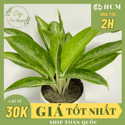 CÂY HUY HOÀNG SIZE NHỎ ĐỂ BÀN ,(cao 25cm), cây cảnh Trong nhà, kiểng lá mini để bàn Văn phòng, GIÁ RẺ, Cây Tươi Nguyên