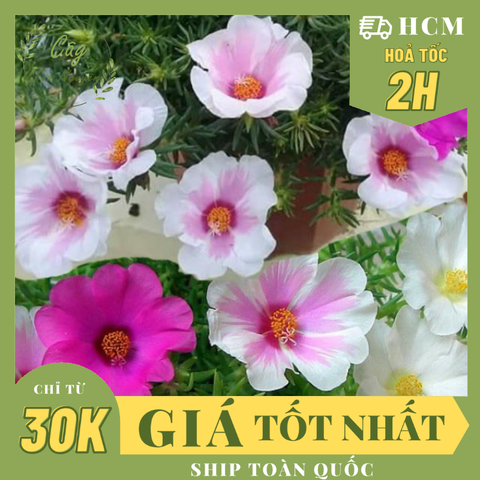 CÂY HOA MƯỜI GIỜ MỸ ĐƠN, (cao 20cm), Cây cảnh, dễ trồng GIÁ RẺ, nở quanh năm, Cây Tươi Nguyên CTN0670