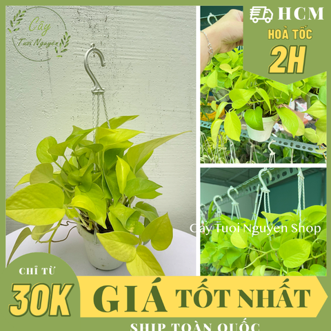 [CHẬU TREO] CÂY TRẦU BÀ THÁI VÀNG mini ,(cao 10cm), cây cảnh Trong nhà, kiểng lá để bàn, GIÁ RẺ, Cây Tươi Nguyên CTN1452