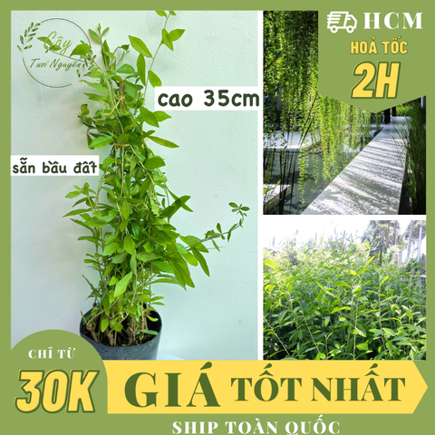 [GIÁ RẺ] CÂY CÚC TẦN ẤN ĐỘ,(cao 35cm), 5-7 GỐC thân rũ che mát, giảm nắng, chống bụi tốt, cây cảnh Trong nhà, GIÁ RẺ, lọc không khí, Cây Tươi Nguyên