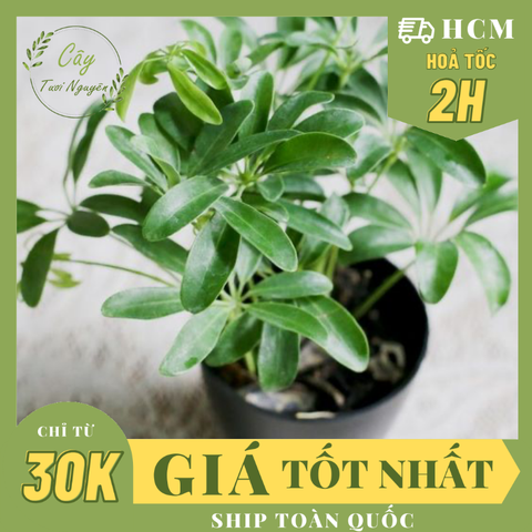 CÂY NGŨ GIA BÌ, (cao 10cm), cây phong thủy hút tài lộc để bàn mini GIÁ RẺ, lọc không khí, Cây Tươi Nguyên CTN0840