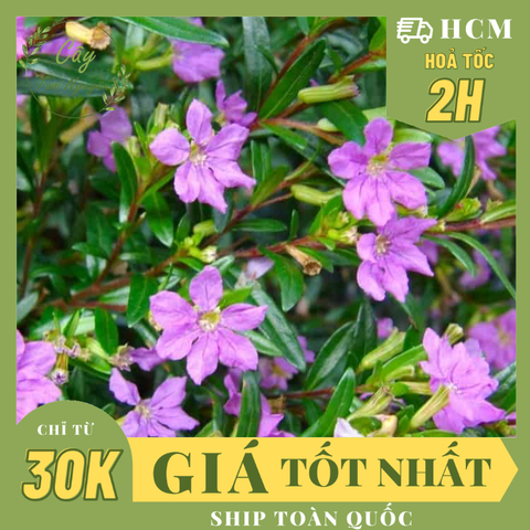 CÂY HOA CẨM TÚ MAI, (cao 20cm), Cây cảnh, dễ trồng GIÁ RẺ, nở quanh năm, Cây Tươi Nguyên CTN0290