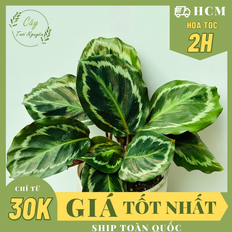 CÂY ĐUÔI CÔNG VÂN TRẮNG XANH (Calathea Medallion), (cao 15cm), cây cảnh Trong nhà, kiểng lá mini để bàn Văn phòng đẹp, GIÁ RẺ, lọc không khí, Cây Tươi Nguyên CTN1517