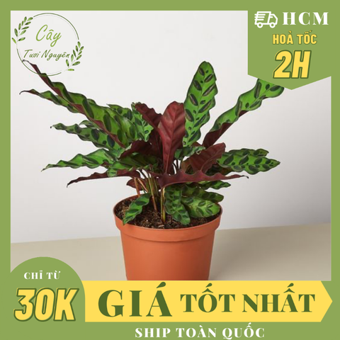 CÂY ĐUÔI PHỤNG ĐỎ Nhỏ, (cao 10cm), cây phong thủy hút tài lộc để bàn mini GIÁ RẺ, lọc không khí, Cây Tươi Nguyên CTN0030