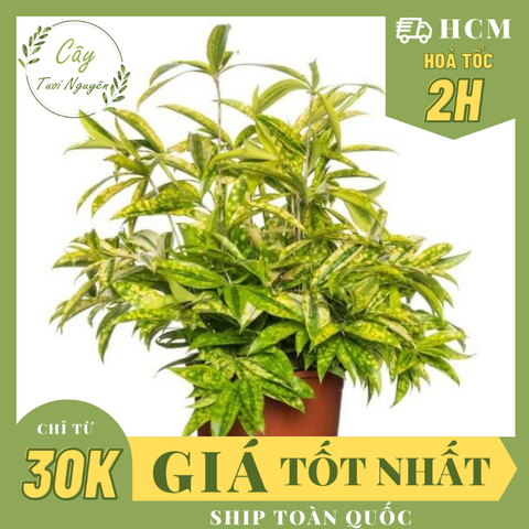 CÂY TRÚC NHẬT VÀNG, (cao 20cm), cây phong thủy hút tài lộc để bàn mini GIÁ RẺ, lọc không khí, Cây Tươi Nguyên CTN0220