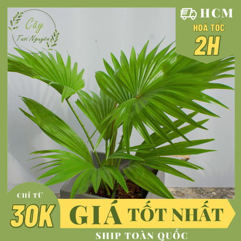 CÂY CỌ NHẬT, (cao 30cm), cây phong thủy hút tài lộc để bàn mini GIÁ RẺ, lọc không khí, Cây Tươi Nguyên CTN0730