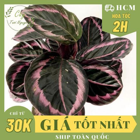 CÂY ĐUÔI CÔNG TÍM, cao 25cm), cây phong thủy hút tài lộc để bàn mini GIÁ RẺ, lọc không khí, Cây Tươi Nguyên CTN0500