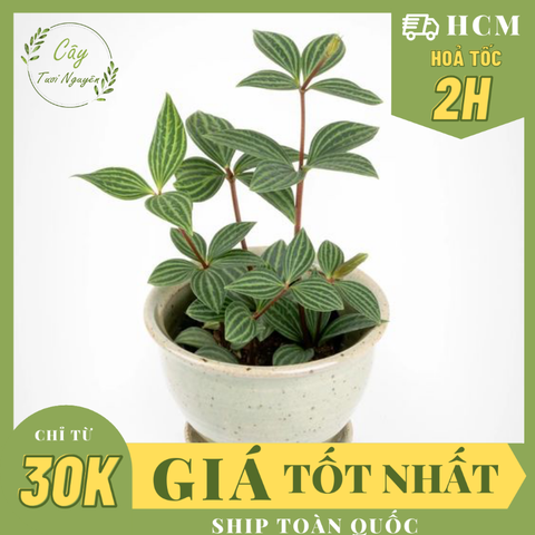 CÂY BÌNH AN ,(cao 15cm), cây cảnh Trong nhà, kiểng lá mini để bàn Văn phòng đẹp, GIÁ RẺ, lọc không khí, Cây Tươi Nguyên CTN1551