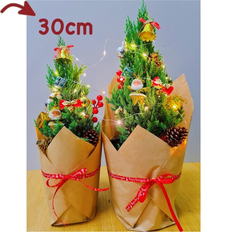 [GIAO HOẢ TỐC] CÂY SƠN TÙNG, (cao 30-40cm), Có bán kèm set trang trí 11 món cực xinh, cây Noel mini, cây Noel thật để bàn, cây Giáng sinh, Cây Tươi Nguyên CTN0720