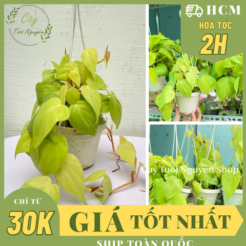 [CHẬU TREO] CÂY TRẦU BÀ LÁ TIM mini ,(cao 10cm), cây cảnh Trong nhà, kiểng lá để bàn, GIÁ RẺ, Cây Tươi Nguyên CTN1452