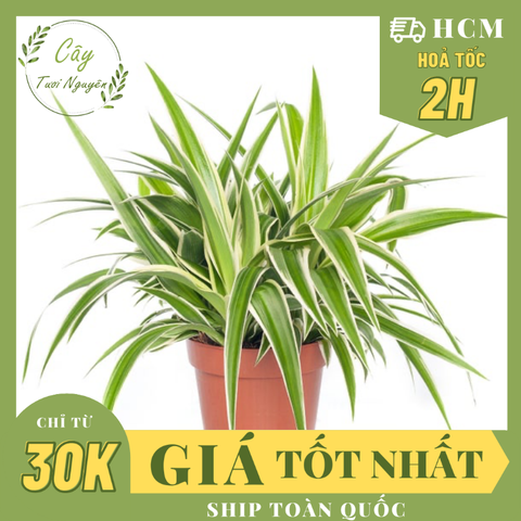 CÂY CỎ LAN CHI ,(cao 7cm), cây phong thủy hút tài lộc để bàn mini GIÁ RẺ, lọc không khí, Cây Tươi Nguyên CTN0550