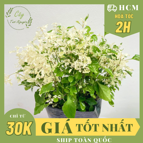 CÂY TUYẾT CẦU Alternanthera Snowball, (cao 25cm), cây giống cảnh sân vườn, ban công, dễ trồng GIÁ RẺ, Cây Tươi Nguyên