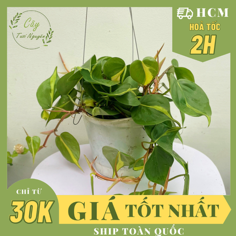 CÂY TRẦU BÀ BRASIL CHẬU TREO LỚN, cao 15cm), cây cảnh Trong nhà, kiểng lá mini để bàn đẹp, GIÁ RẺ, Cây Tươi Nguyên