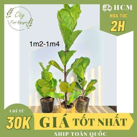 CÂY BÀNG SINGAPORE LỚN, (cao 100-120cm), phong thuỷ để bàn mini GIÁ RẺ, lọc không khí, Cây Tươi Nguyên CTN0172