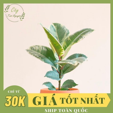 CÂY ĐA CẨM THẠCH (VAR), (cao 30cm), cây phong thủy hút tài lộc để bàn mini GIÁ RẺ, lọc không khí, Cây Tươi Nguyên CTN0200