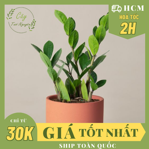 CÂY KIM TIỀN SIZE NHỎ để bàn ,(cao 20-25cm), cây cảnh Trong nhà, kiểng lá mini để bàn Văn phòng, hợp Phong thuỷ, GIÁ RẺ