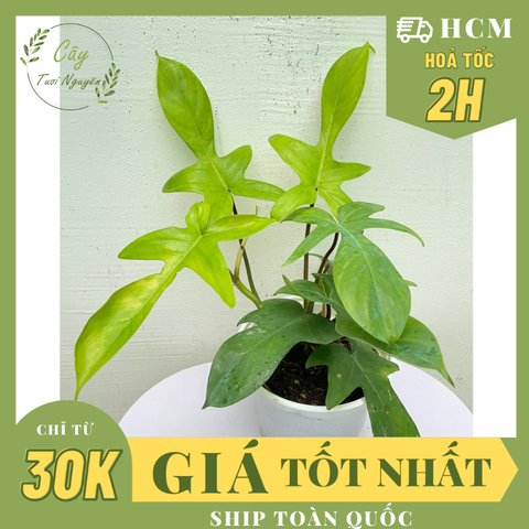 CÂY ÉN XANH Philodendron Florida Green (Trầu bà cánh én), (cao 20-25cm), cây cảnh Trong nhà, kiểng lá Văn phòng đẹp, hợp Phong thuỷ, GIÁ RẺ, lọc không khí, Cây Tươi Nguyên CTN1260