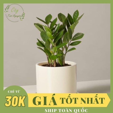 CÂY KIM TIỀN MINI Size mini, (cao 25cm), cây phong thủy hút tài lộc để bàn mini GIÁ RẺ, lọc không khí, Cây Tươi Nguyên CTN0240