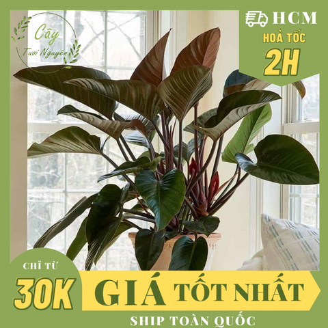 TRẦU BÀ ĐẾ VƯƠNG NÂU, (cao 45cm), cây phong thủy hút tài lộc để bàn mini GIÁ RẺ, lọc không khí, Cây Tươi Nguyên CTN0420