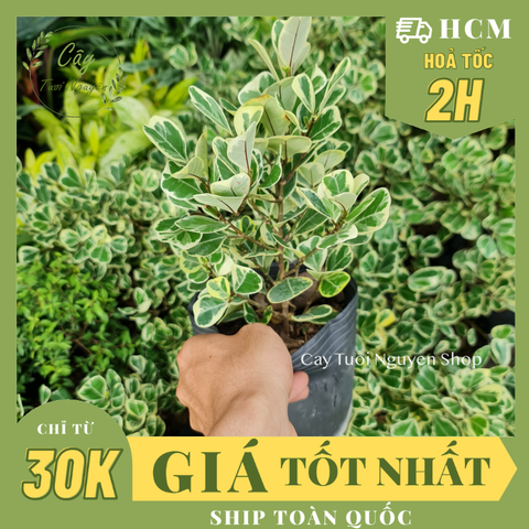 CÂY ĐA TAM PHÚC LÁ TIM ,(cao 30 cm), cây cảnh Trong nhà, kiểng lá mini để bàn Văn phòng đẹp, hợp Phong thuỷ, GIÁ RẺ, lọc không khí, Cây Tươi Nguyên CTN1330