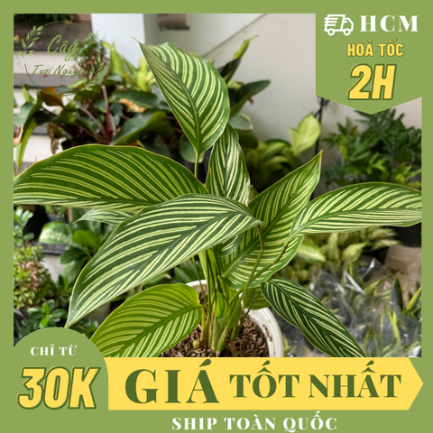 CÂY ĐUÔI CÔNG XANH SỌC TRẮNG, (cao 25cm), cây phong thủy hút tài lộc để bàn mini GIÁ RẺ, lọc không khí, Cây Tươi Nguyên CTN0800