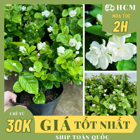 CÂY HOA LÀI TA CÁNH KÉP Hoa thơm, (cao 25cm), Hoa giống sân vườn, ban công, dễ trồng RẺ, nở quanh năm, Cây Tươi Nguyên