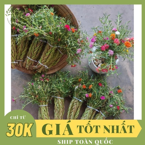 CÂY HOA MƯỜI GIỜ BÓ 50 CÂY ,(cao 15cm), Cây cảnh, dễ trồng GIÁ RẺ, nở quanh năm, Cây Tươi Nguyên CTN0540