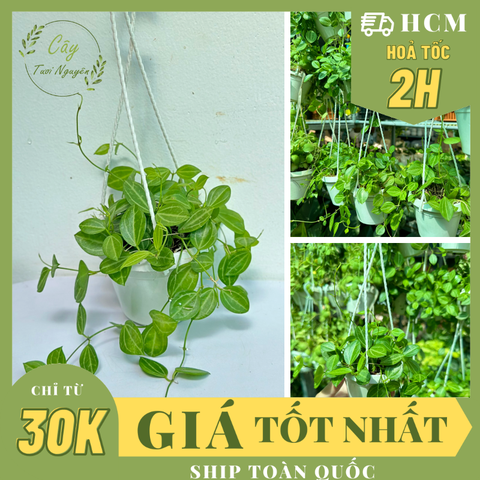 [CHẬU TREO] CÂY LÁ DƯA HẤU TRÒN ,(cao 5cm), cây cảnh Trong nhà, kiểng lá mini để bàn Văn phòng đẹp, GIÁ RẺ, lọc không khí, Cây Tươi Nguyên CTN1567