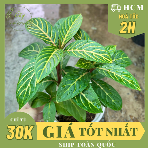 CÂY NGỰA VẰN Aphelandra Nees, (cao 20cm), cây cảnh Trong nhà, kiểng lá mini để bàn Văn phòng đẹp, GIÁ RẺ, Cây Tươi Nguyên