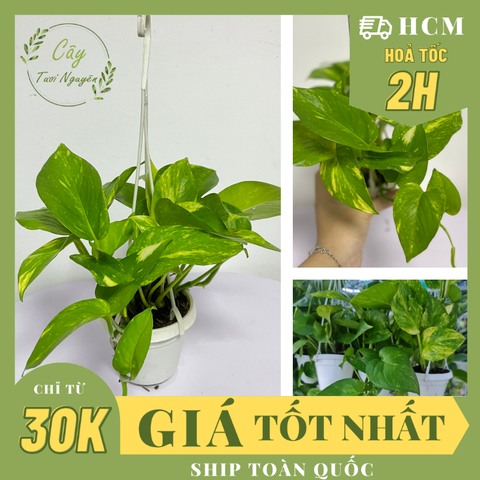 CÂY TRẦU BÀ XANH GIỎ TREO Size Mini, (cao 10cm), cây phong thủy hút tài lộc để bàn mini GIÁ RẺ, lọc không khí, Cây Tươi Nguyên CTN1070