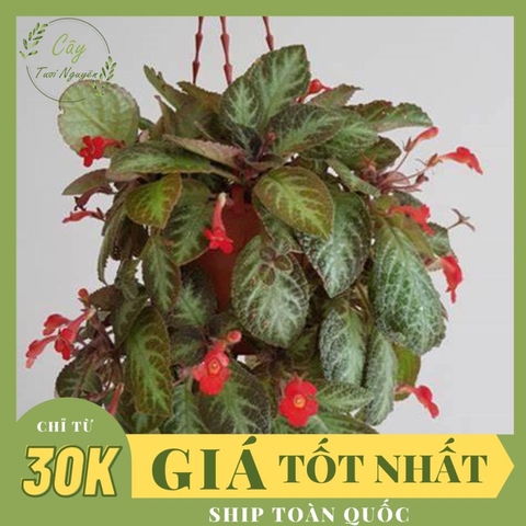 CÂY GẤM HẢI ĐƯỜNG, (cao 20cm), cây phong thủy hút tài lộc để bàn mini GIÁ RẺ, lọc không khí, Cây Tươi Nguyên CTN0230